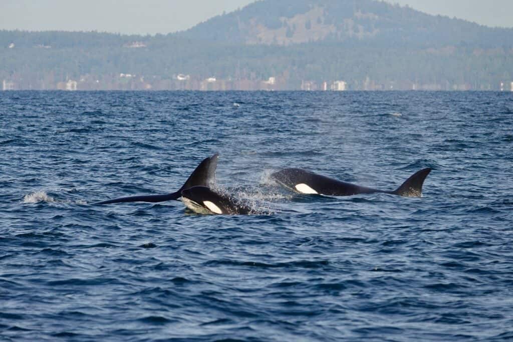 Two orca whales swimming near the surface of the ocean.