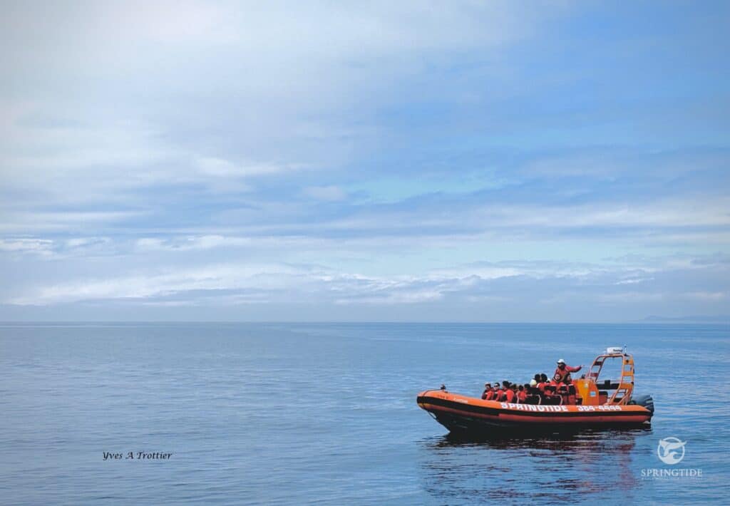 Whale watching tour boat on calm seas.