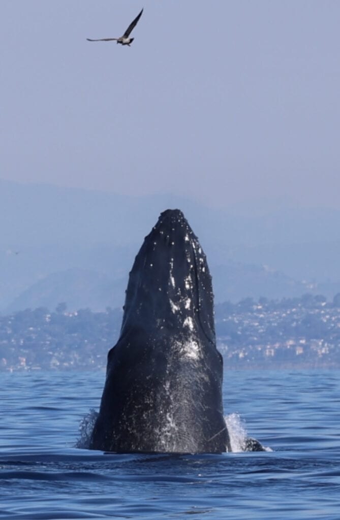 Humpback whale surfacing