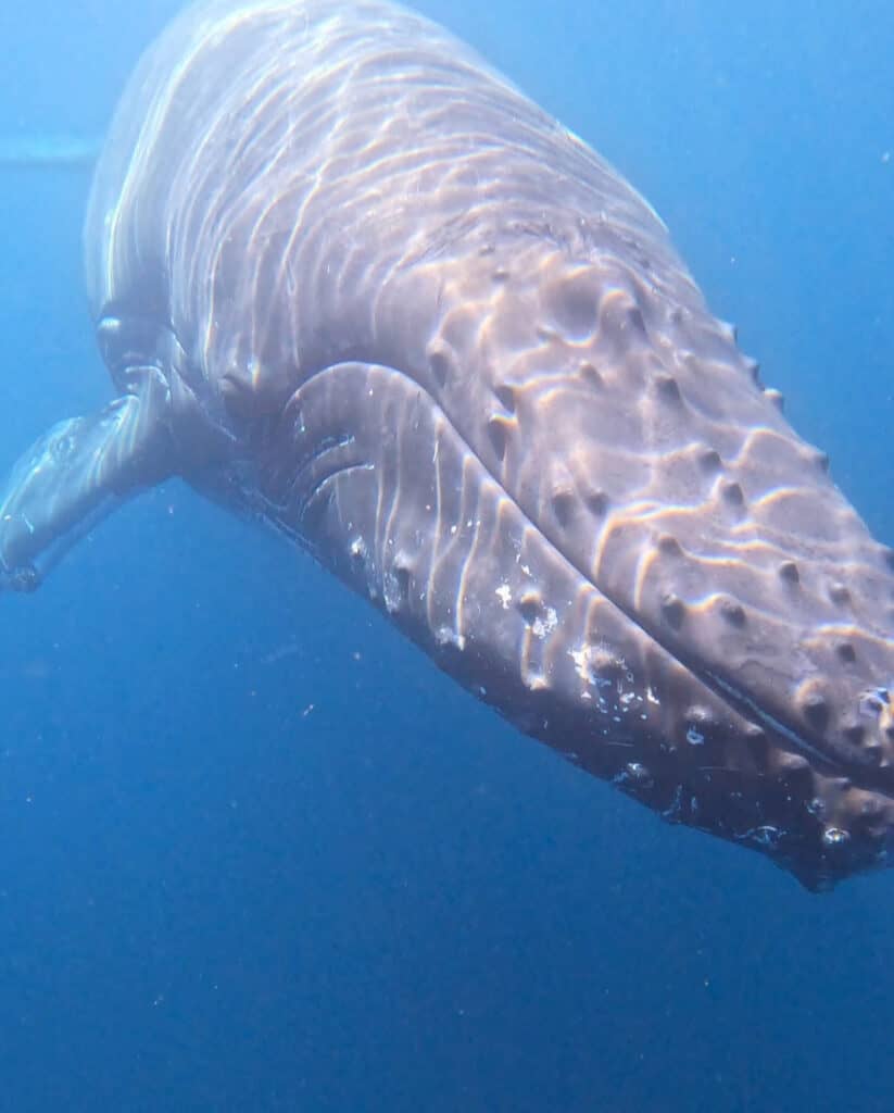 Humpback whale swimming under water.