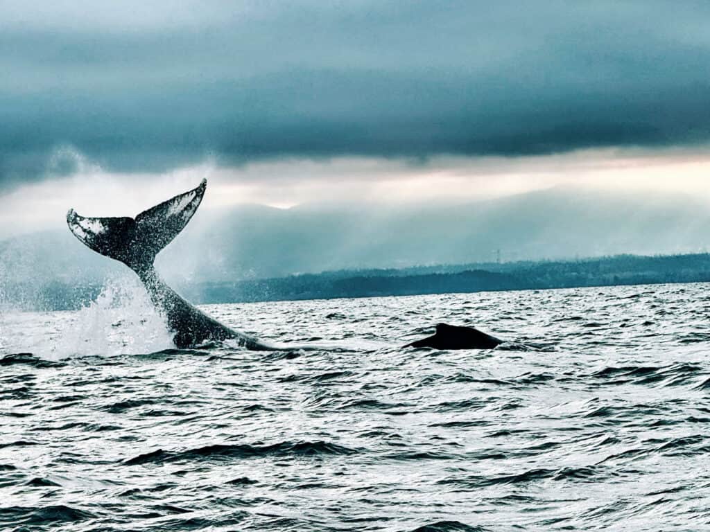 Whale surfacing in the ocean with its tail above the water