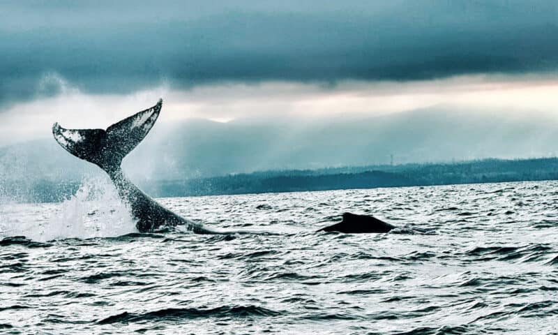 Whale surfacing in the ocean with its tail above the water