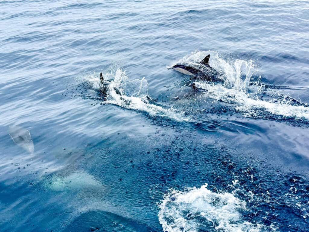 Dolphins jumping out of the water during a boat cruise in San Diego Bay.