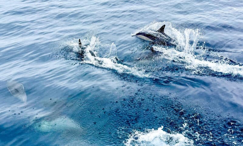 Dolphins jumping out of the water during a boat cruise in San Diego Bay.