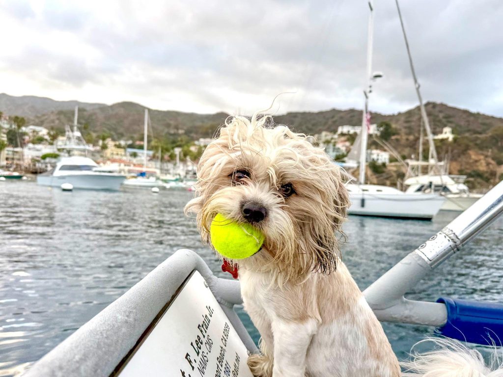A dog holding a tennis ball in its mouth on the deck of a boat in Avalon harbor